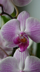 Orchidee