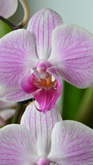 Orchidee