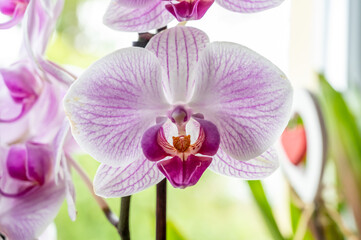 Orchidee