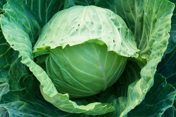 Obraz premium a large head of cabbage in the garden