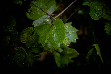 gotas