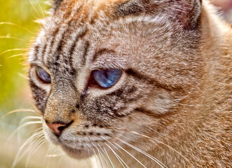 portrait of a cat