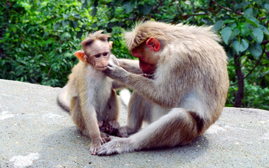 Fototapeta premium mother and baby