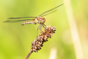 Female Common Darter Dragonfly