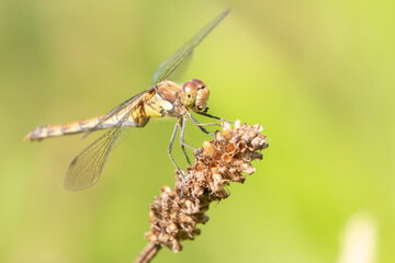 Female Common Darter Dragonfly Eating
