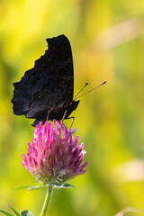 Peacock Butterfly on a Pink Clover Flower