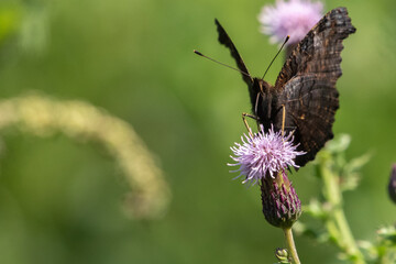 Peacock Butterfly on a Pink Thistle Flower