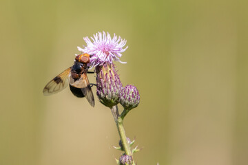 Great Pied Hoverfly