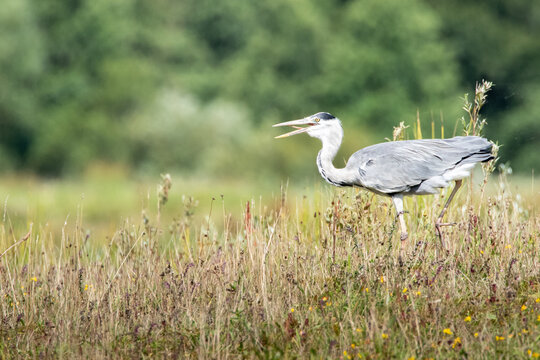 Grey Heron Stalking in a Meadow