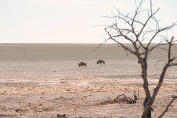Fototapeta na wymiar gnu antelopes at Etosha
