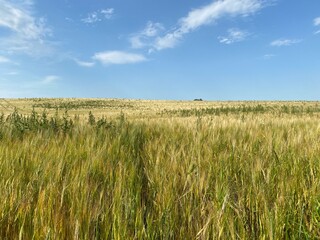 The edge of a cornfield, with long wild grasses in the foreground, and a single tree, on the horizon in, Alwoodley, Leeds, UK