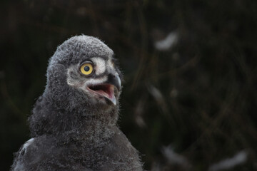 Schnee Eule Kücken