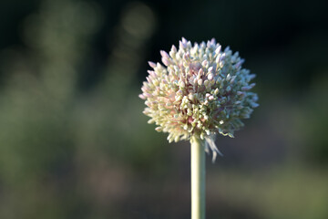 Ripening seeds of Onion garlic. Garlic seeds on a natural blurred background. Summer-autumn natural background. The concept of breeding, of agriculture, with space for copy.