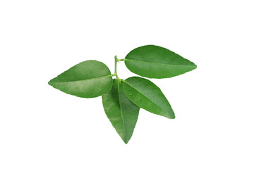 green leaves isolated on white background