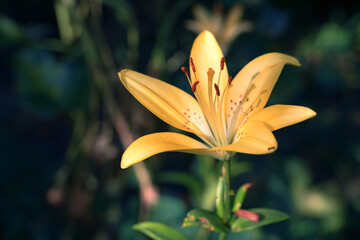 Yellow Lily flower on the background of greenery in the garden in the sun. The summer and autumn background. the concept of flower arranging, beauty of nature, flowers.
