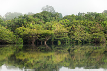 Fototapeta premium The rainforest in the tributary waters of the Amazon River