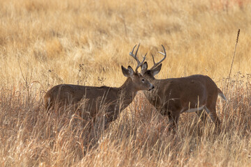 Whitetail Deer Bucks in the Fall Rut