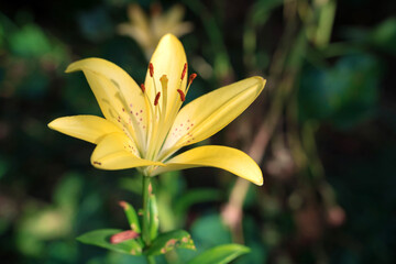 Yellow Lily flower on the background of greenery in the garden in the sun. The summer and autumn background. the concept of flower arranging, beauty of nature, flowers.