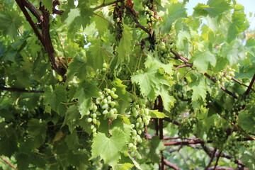 green  grapes and leaves on a branch