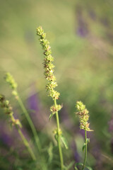 Green field spikelets on a background of purple flowers and green grass in modern art processing. Natural summer-autumn background. concept of wild nature beauty.