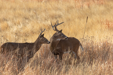 Whitetail Deer Bucks in the Fall Rut