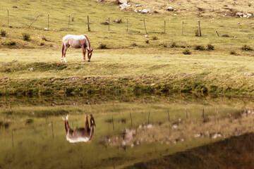 Brown horse reflected in the lake