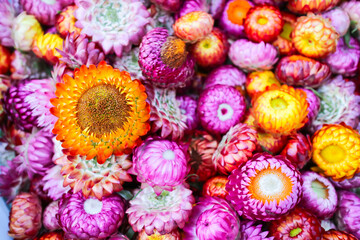 Globe Amaranth 