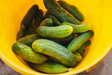 A bunch of green, ripe cucumbers lies in a yellow bowl, bucket close-up, top view. Big harvest of vegetables in summer.