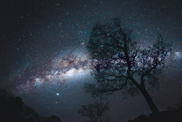 Silhouette of a tree with the milky way in the night sky of the tropical forest. Nocturnal image of the sky with stars 