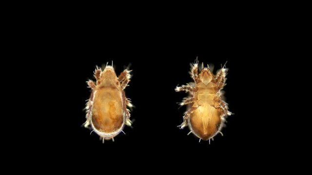 mite(acari) Oribatida under microscope are saprosphago, scavengers, some species of predators, order Sarcoptiformes, possibly of the family Hermanniidae