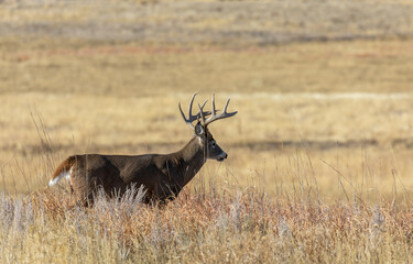 Whitetail Deer Buck in the Fall Rut