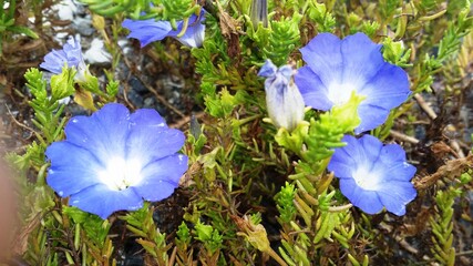 Flores azules del vasto campo