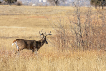Whitetail Deer Buck in the Fall Rut