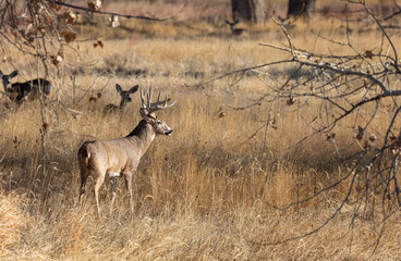Whitetail Deer Buck in the Fall Rut