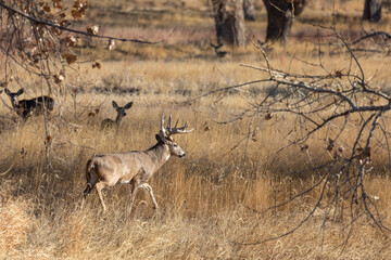 Whitetail Deer Buck in the Fall Rut
