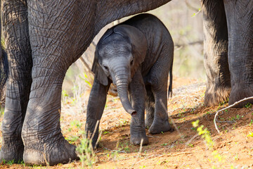 baby elephant seeks protection from mother in a game reserve in the Greater Kruger Region in South Africa