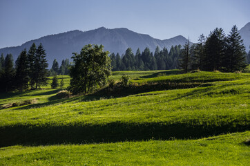 Sun lit green alpine meadows and pine woods around Vigo di Fassa village in Fassa valley, Dolomites, Trentino, Alto Adige, South Tirol, Italy.