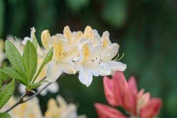 Fototapeta premium Rhododendron Deciduous Azalea Knapp-Hill, mollis
