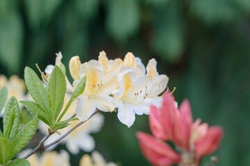 Fototapeta premium Rhododendron Deciduous Azalea Knapp-Hill, mollis
