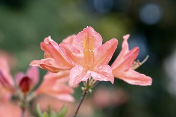 Rhododendron Deciduous Azalea Knapp-Hill, mollis