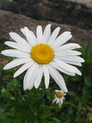 Fototapeta premium white daisy flower