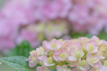 ピンクの紫陽花