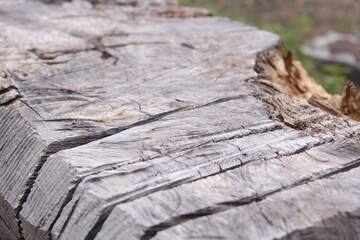 Large log of old wood in the forest with cut marks and textures, close-up shot