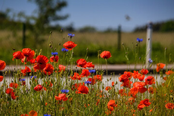 Mohn am Straßenrand