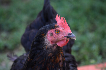 portrait of a chicken