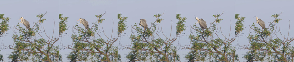 Gray heron sit on acacia tree