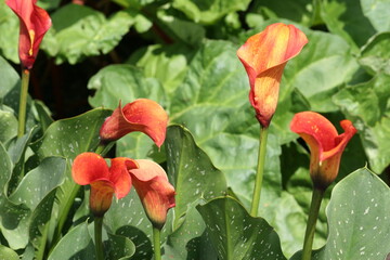Calla