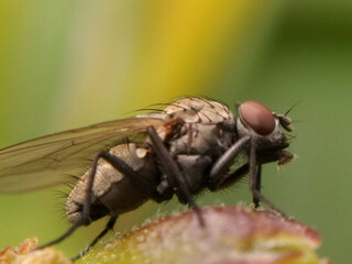 A picture of bee with selected focus