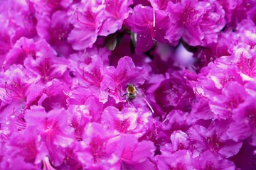 Rhododendron Deciduous Azalea Knapp-Hill, mollis