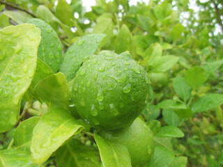 Verde limón después del rocío